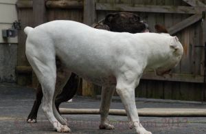 Dogs Playing